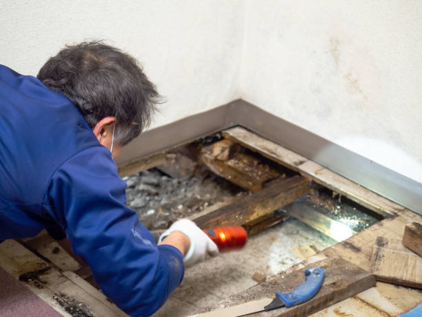 Best Office Mold Removal Services  in Ramsey, NJ