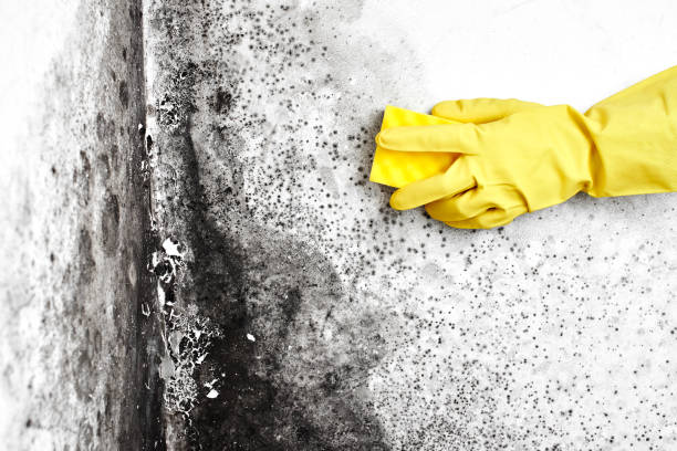 Best Certified Mold Removal  in Ramsey, NJ