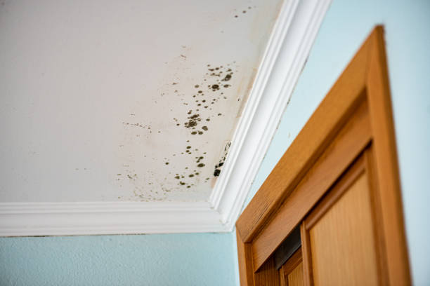  Ramsey, NJ Mold Removal Pros
