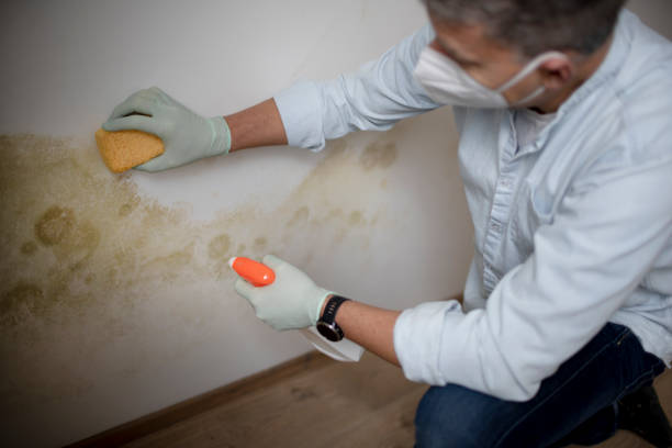 Best Emergency Mold Removal  in Ramsey, NJ