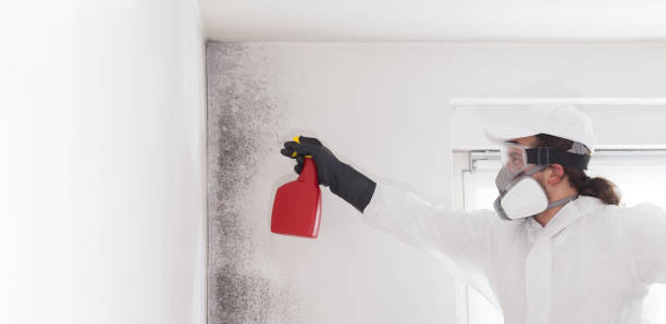 Best Mold Removal Company Near Me  in Ramsey, NJ