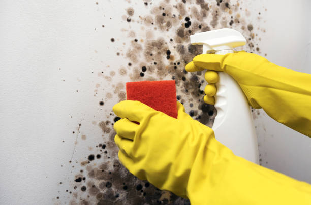 Best Mold Inspection  in Ramsey, NJ