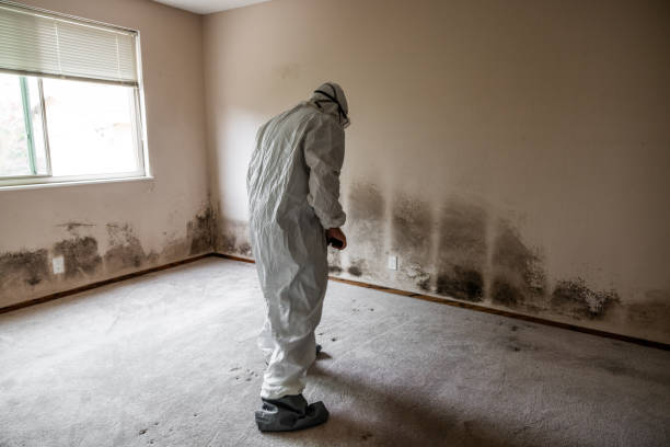 Professional Mold Removal in Ramsey, NJ