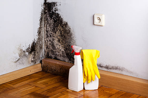 Attic Mold Removal in Ramsey, NJ