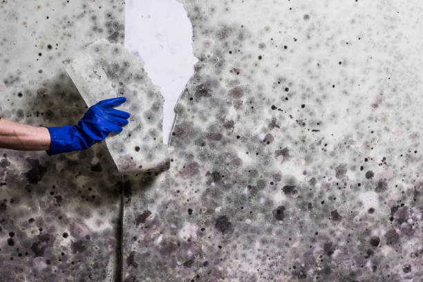 Best Mold Remediation  in Ramsey, NJ