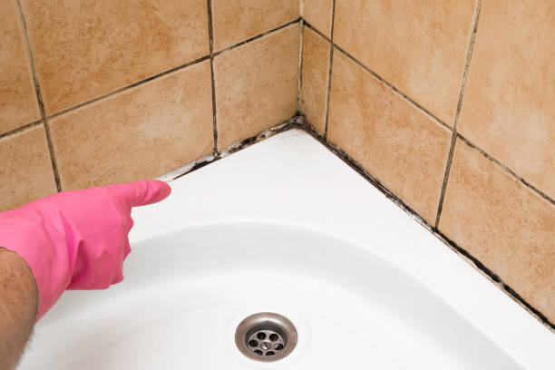 Best Local Mold Removal Service  in Ramsey, NJ