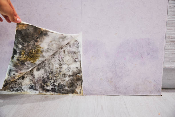 Best Affordable Mold Removal  in Ramsey, NJ
